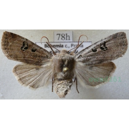 Conistra rubiginosa (Scopoli, 1763) Porożnica rdzawnica Czech78h